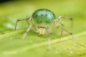Attēlu rezultāti vaicājumam “Theridiidae”