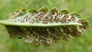 Attēlu rezultāti vaicājumam “Puccinia poarum”