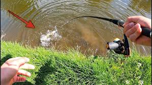 Image result for The Lancaster Fish