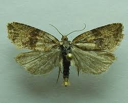 Attēlu rezultāti vaicājumam “Celypha striana”