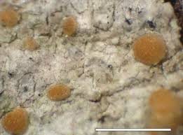 Attēlu rezultāti vaicājumam “Hertelidea botryosa”