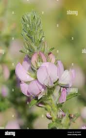 Attēlu rezultāti vaicājumam “Ononis arvensis flower”