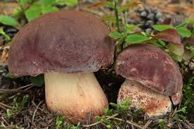 Attēlu rezultāti vaicājumam “Boletus pinophilus”