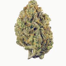 Attēlu rezultāti vaicājumam “Cannabis sativa fruit”