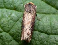 Attēlu rezultāti vaicājumam “Axylia putris”