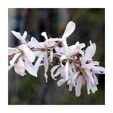 Attēlu rezultāti vaicājumam “Amelanchier canadensis”