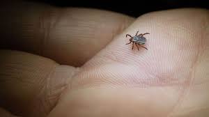 Attēlu rezultāti vaicājumam “Dermacentor reticulatus”