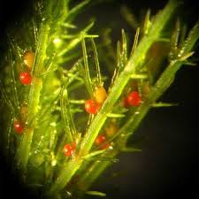 Attēlu rezultāti vaicājumam “Chara aspera”