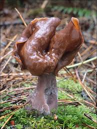 Attēlu rezultāti vaicājumam “Gyromitra infula”