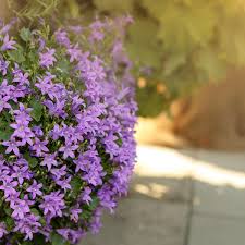 Image result for Glockenblumen