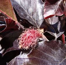 Attēlu rezultāti vaicājumam “Fagus sylvatica fo. purpurea fruit”