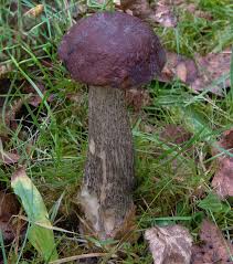 Attēlu rezultāti vaicājumam “Leccinum melaneum”