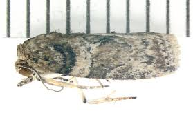 Attēlu rezultāti vaicājumam “Nolidae”