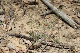 Attēlu rezultāti vaicājumam “Astragalus arenarius”