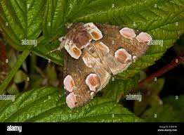 Attēlu rezultāti vaicājumam “Thyatira batis”