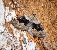 Attēlu rezultāti vaicājumam “Xanthorhoe quadrifasiata”