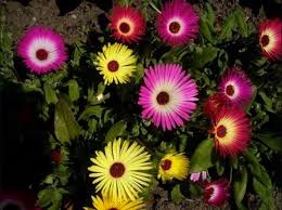 Image result for Mesembryanthemum criniflorum