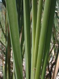 Attēlu rezultāti vaicājumam “Typha angustifolia”