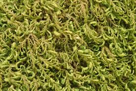 Attēlu rezultāti vaicājumam “Anomodon attenuatus”