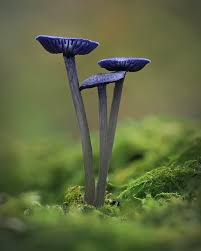 Attēlu rezultāti vaicājumam “Lycogala conicum spores”