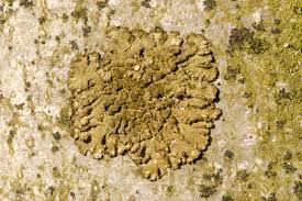 Attēlu rezultāti vaicājumam “Parmeliopsis ambigua”