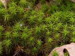 Attēlu rezultāti vaicājumam “Acrocarpous mosses”