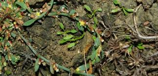 Attēlu rezultāti vaicājumam “Polygonum arenastrum flower”