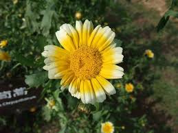 Image result for Chrysanthemum segetum
