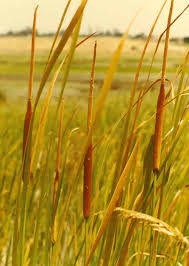 Attēlu rezultāti vaicājumam “Typhaceae”