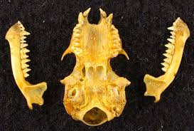 Attēlu rezultāti vaicājumam “Myotis dasycneme”