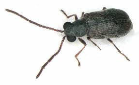 Attēlu rezultāti vaicājumam “Nicrophorus investigator imago”