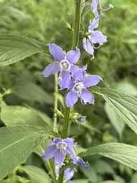 Image result for Campanula americana