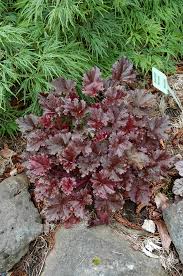 Image result for Heuchera Metallica