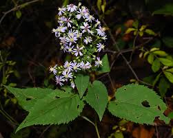 Attēlu rezultāti vaicājumam “Symphyotrichum x salignum leaf”