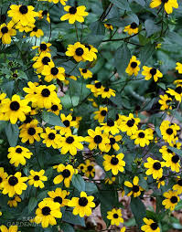 Image result for Rudbeckia Paradisio