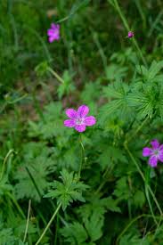 Attēlu rezultāti vaicājumam “Geranium palustre leaf”