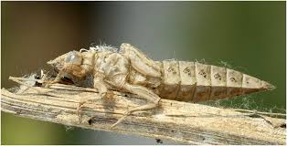 Attēlu rezultāti vaicājumam “Gomphus flavipes”