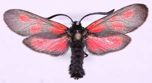 Attēlu rezultāti vaicājumam “Zygaena filipendulae”