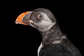 Image result for Fratercula arctica