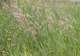 Attēlu rezultāti vaicājumam “Bromopsis inermis”