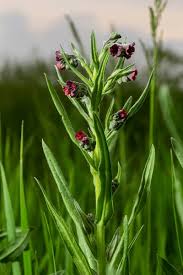 Attēlu rezultāti vaicājumam “Cynoglossum officinale flower”