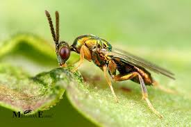 Attēlu rezultāti vaicājumam “Torymidae”