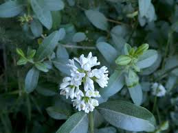 Attēlu rezultāti vaicājumam “Ligustrum vulgare”