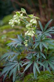 Image result for Helleborus foetidus