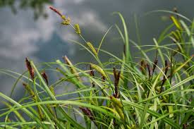 Attēlu rezultāti vaicājumam “Carex paniculata”
