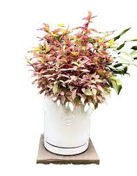 Attēlu rezultāti vaicājumam “Dianthus arenarius leaf”