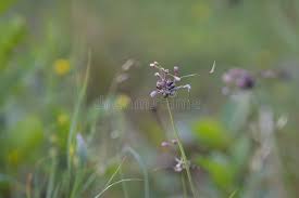 Attēlu rezultāti vaicājumam “Allium oleraceum flower”