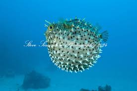 Image result for Diodon hystrix