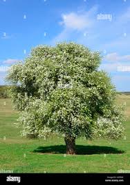 Attēlu rezultāti vaicājumam “Pyrus pyraster”