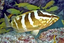 Image result for Epinephelus striatus